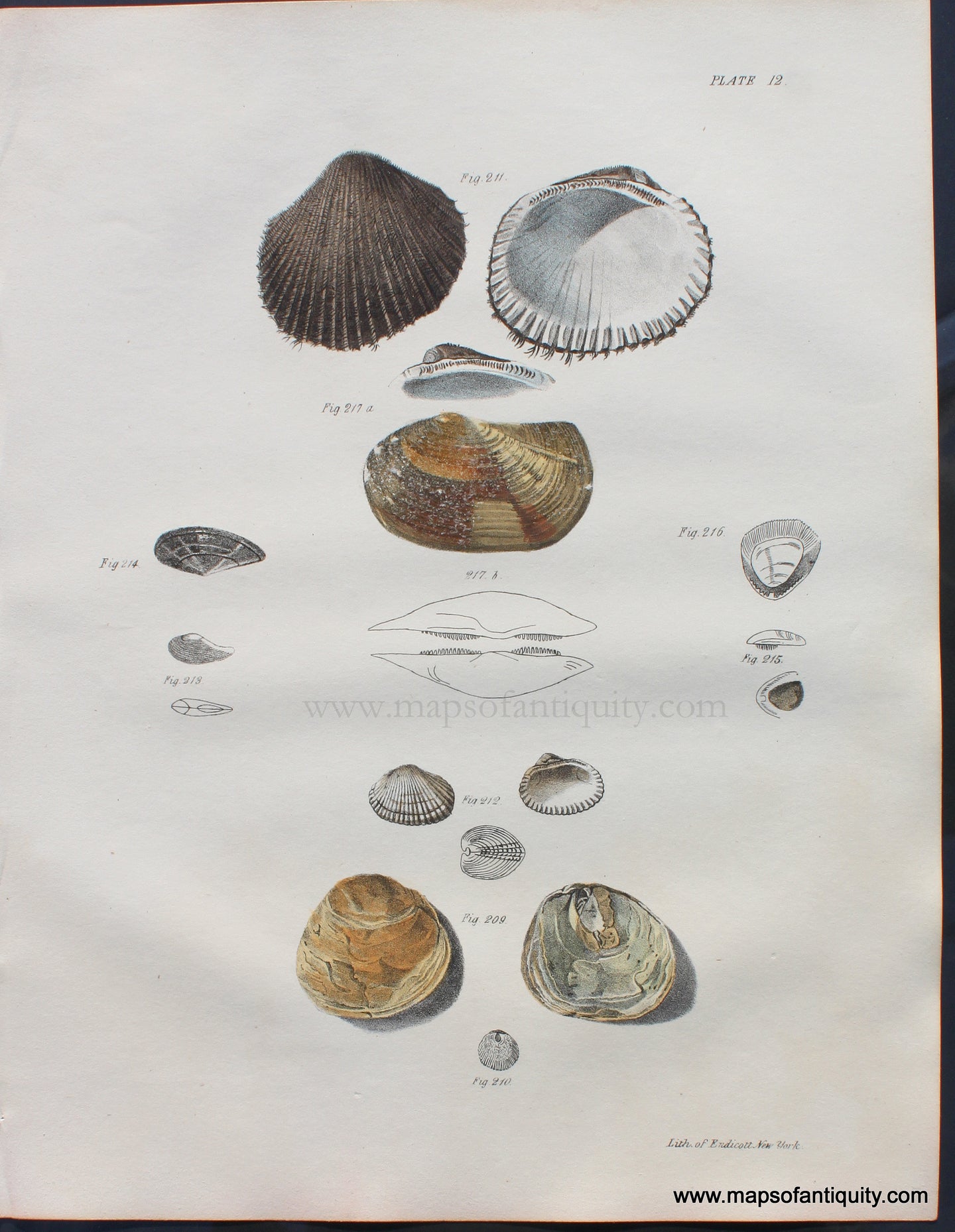Genuine-Antique-Lithograph-Antique-Shell-Print-1840s-Endicott-Maps-Of-Antiquity