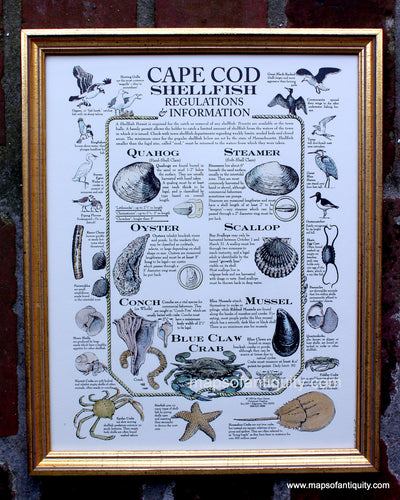 Framed-Hand-Colored-Print--Cape-Cod-Shellfish-Print-Framed-and-Hand-Colored-United-States-Cape-Cod-and-Islands-1993-Gaines-Maps-Of-Antiquity