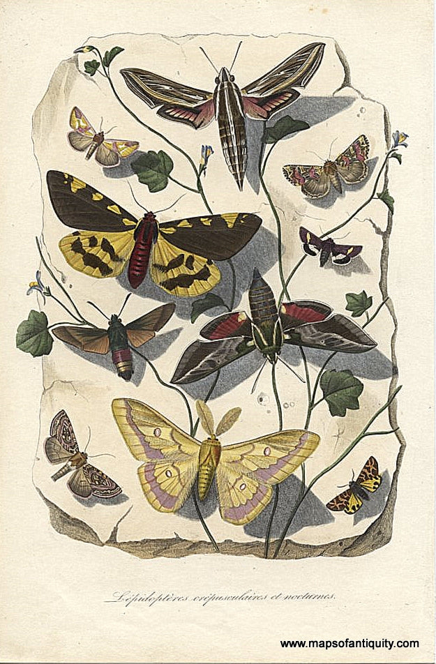 Antique-Natural-History-Print-Lepidopteres-crepusculaires-et-nocturnes.-Natural-History-Insects-1843-Lamout-Maps-Of-Antiquity