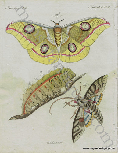 Antique-Print-Insectes.-XLII.