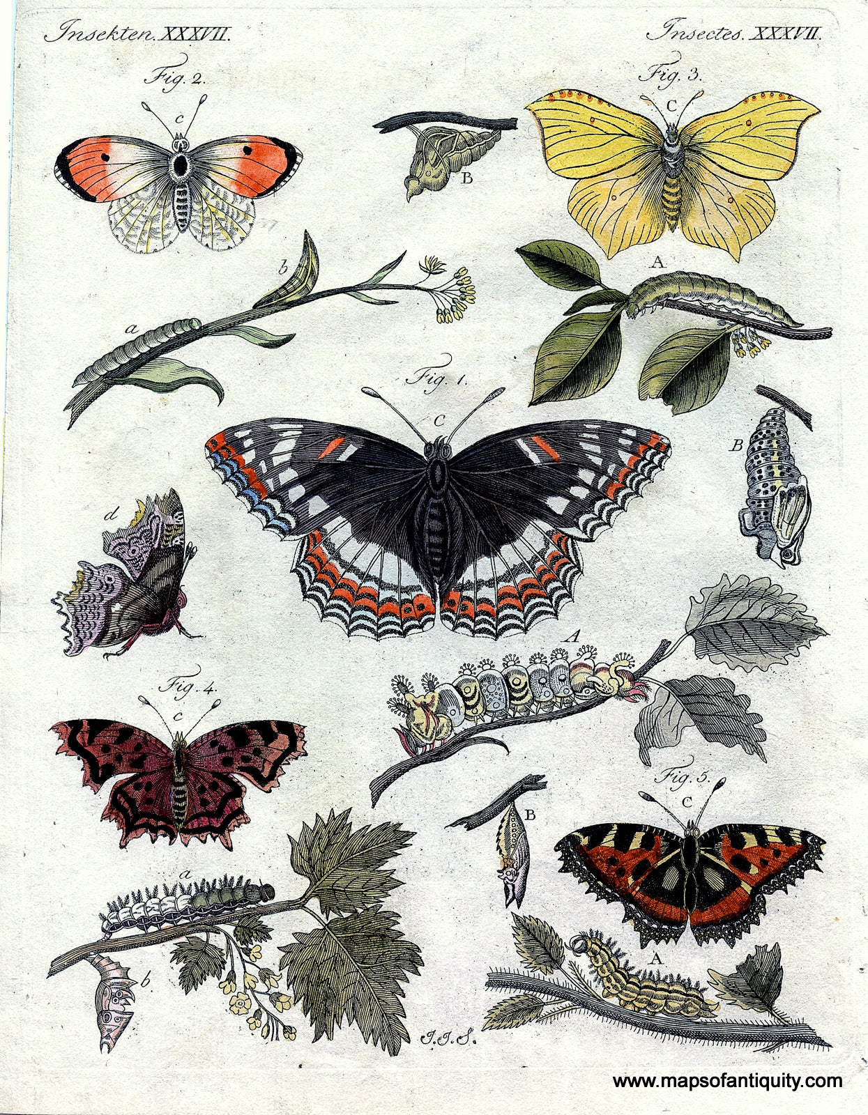 Antique-Natural-History-Print-Insectes.-XXXVII.**********-Natural-History-Insects-1790-Bertuch-Maps-Of-Antiquity