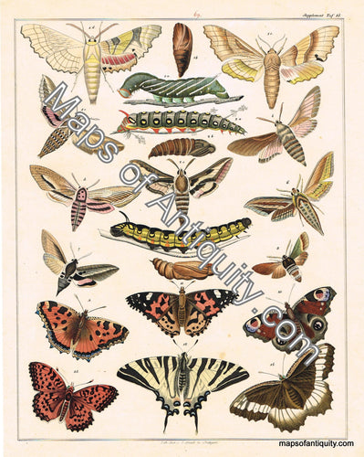 Hand-colored-engraving-Allegemine-Naturgechichte-v.-Zoologie-Schetterlinge-Natural-History-Insects-1834-Oken-Maps-Of-Antiquity