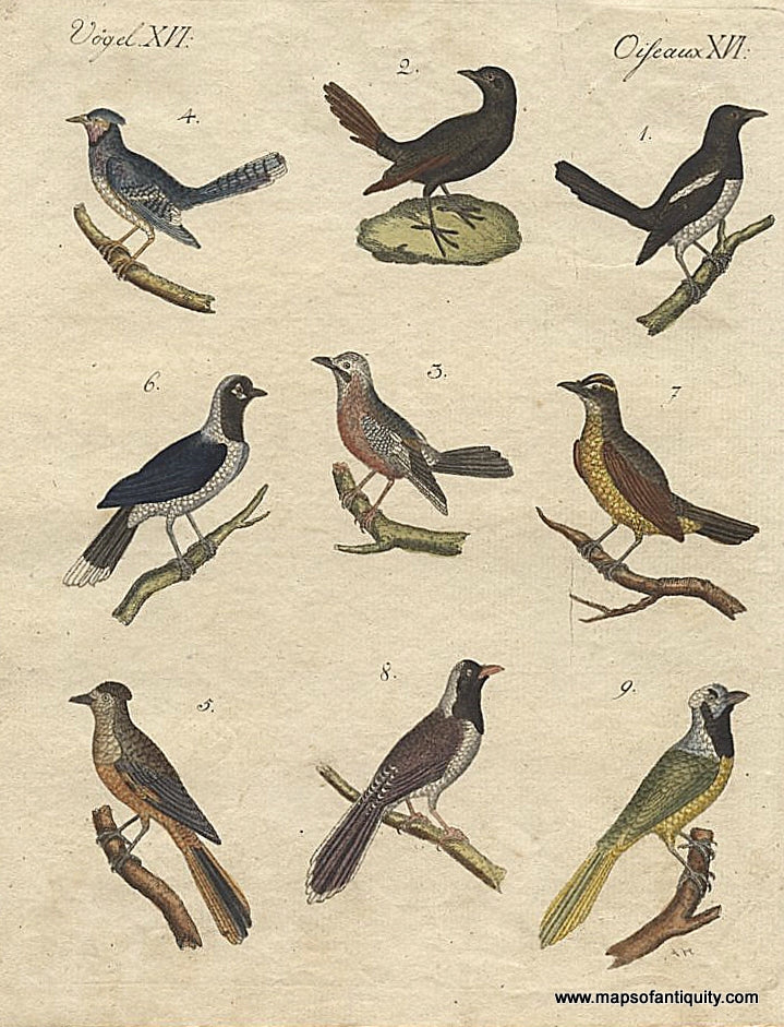 Antique-Hand-Colored-Engraved-Illustration-Pies-et-Geais.********-Natural-History-Birds-1790-Bertuch-Maps-Of-Antiquity