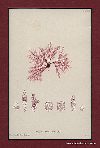 Antique-Nature-Printed-Intaglio-Dasya-arbuscula.-Natural-History-Botanical-1857-Bradbury-Maps-Of-Antiquity