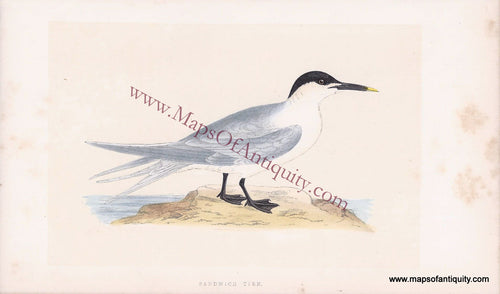Antique-Hand-Colored-Engraved-Illustration-Sandwich-Tern-Morris-bird--Natural-History-Birds-1851-Morris-Maps-Of-Antiquity
