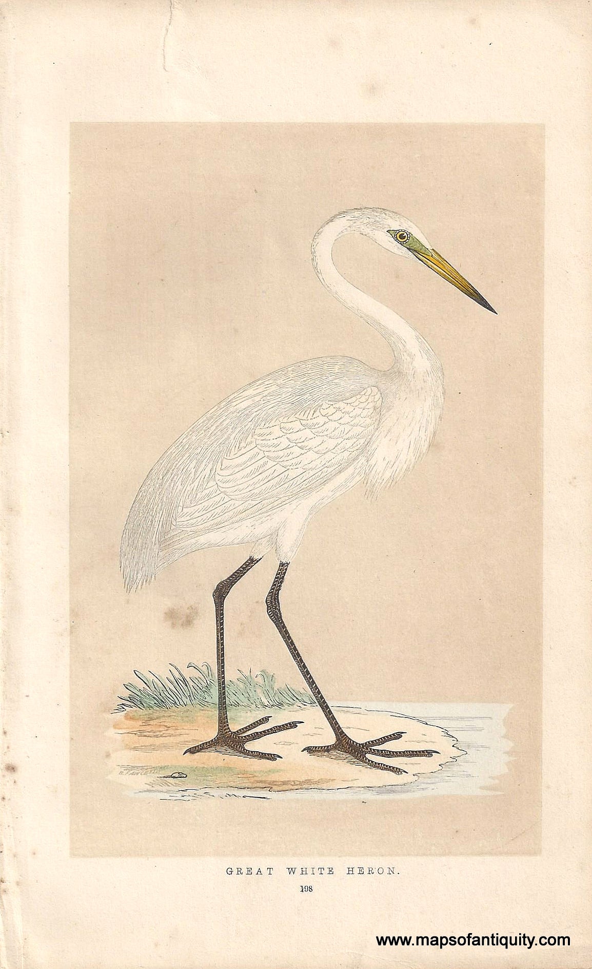 Antique-Print-Great-White-Heron-Natural-History-Birds-1890s-Maps-Of-Antiquity