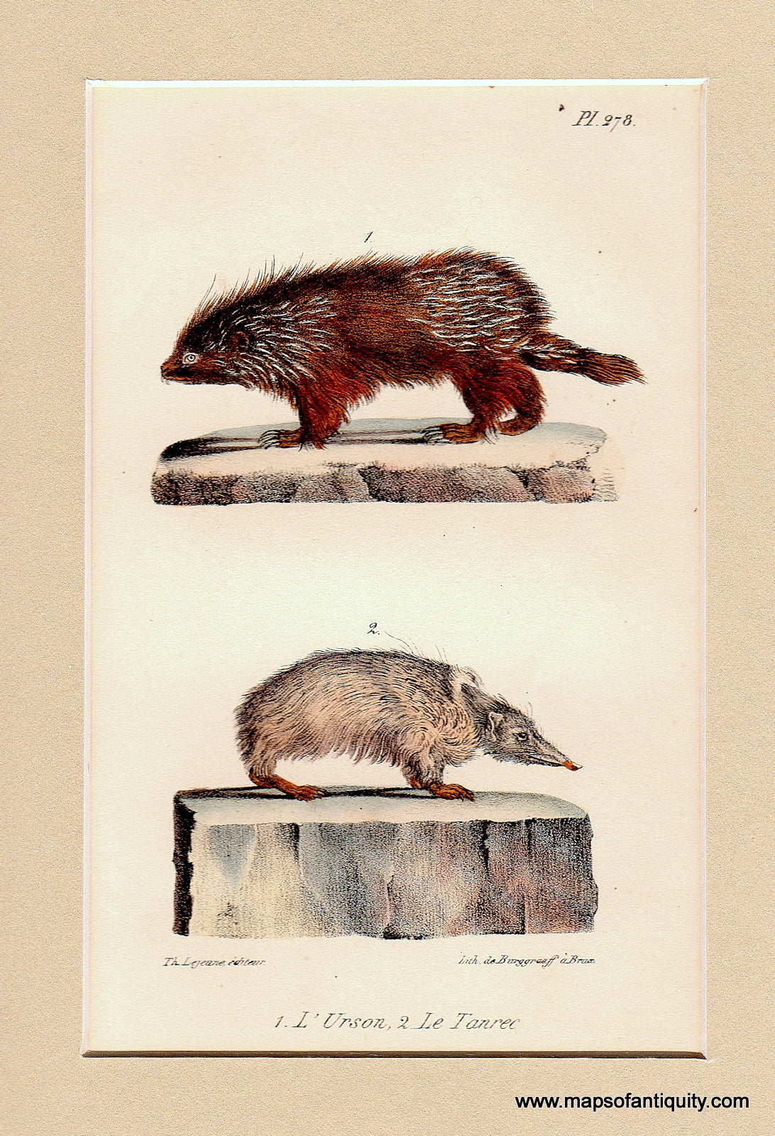 Antique-Illustration-L'Urson-Le-Tanrec.-Plate-278.-**********-Natural-History-Mammals-1840-Brussels-Maps-Of-Antiquity