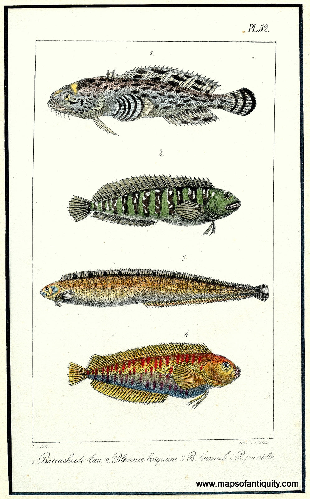 Hand-Colored-Antique-Illustration-Blennie-bosquien-etc.-Plate-52****-Natural-History-Fish-1837-Turpin-Maps-Of-Antiquity