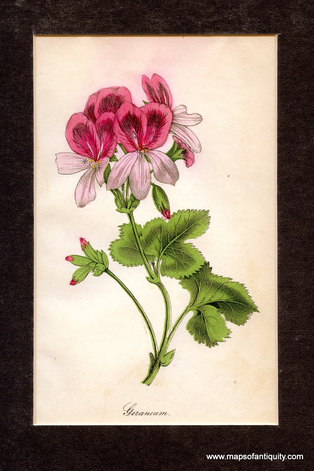 Hand-Colored-Antique-Illustration-Geranium.**********-Natural-History-Botanical-1848-The-Ladies-Wreath-Maps-Of-Antiquity