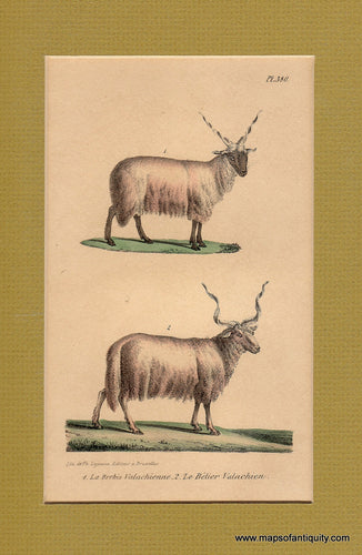 Antique-Illustration-La-Brebis-Valachienne---Le-Belier-Valachien-Natural-History-Mammals-1850-Unidentified-Belgian-publication-Maps-Of-Antiquity