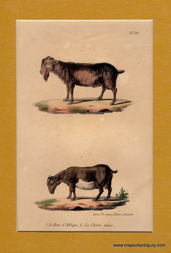Antique-Illustration-Le-Bouc-d'Afrique---La-Chevre-naine.-Natural-History-Mammals-1850-Unidentified-Belgian-publication-Maps-Of-Antiquity