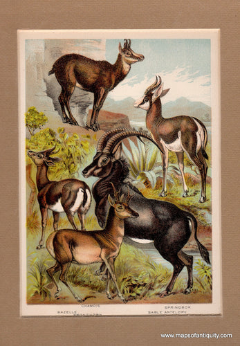 Antique-Illustration-Chamois-Gazelle-Pronghorn-Springbok-Sable-Antelope-Natural-History-Mammals-1880-Henry-J.-Johnson-Maps-Of-Antiquity