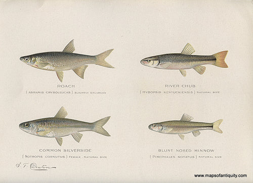 Original-Antique-Chromolithograph-Roach-River-Chub-Common-Silverside-Blunt-Nosed-Minnow.-Natural-History-Prints-Fish-1900-Denton-Maps-Of-Antiquity