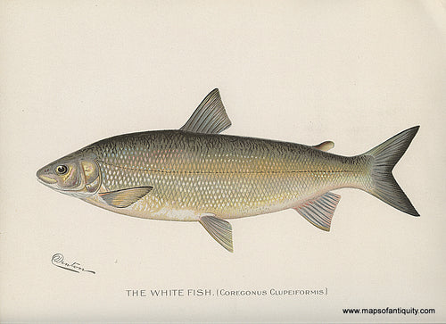 Original-Antique-Chromolithograph-The-White-Fish.-Natural-History-Prints-Fish-1900-Denton-Maps-Of-Antiquity