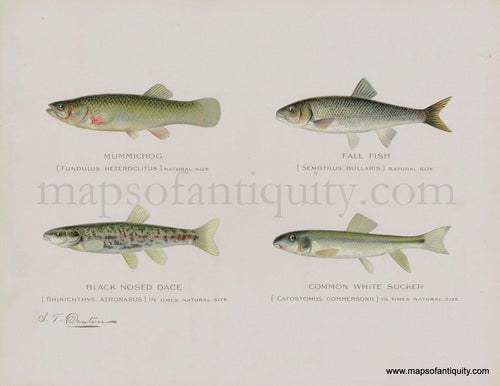Antique-Print-Common-White-Sucker-Fish-Denton-Natural-History-Prints-Maps-of-Antiquity