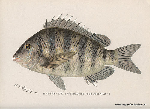 Original-Antique-Chromolithograph-Sheepshead-Fish-Natural-History-Prints-Fish-1900-Denton-Maps-Of-Antiquity