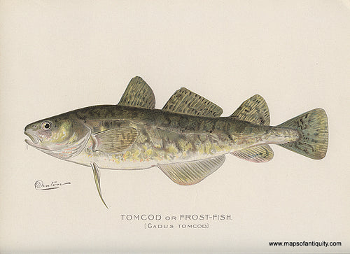 Original-Antique-Chromolithograph-Tomcod-or-Frost-Fish.-Natural-History-Prints-Fish-1900-Denton-Maps-Of-Antiquity