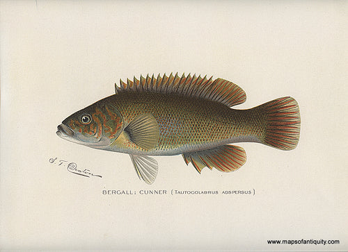 Original-Antique-Chromolithograph-Bergall-Cunner-Fish-Natural-History-Prints-Fish-1900-Denton-Maps-Of-Antiquity