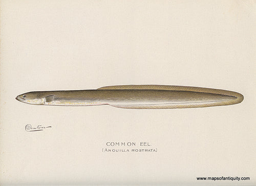 Original-Antique-Chromolithograph-Common-Eel-Print-Natural-History-Prints-Fish-1900-Denton-Maps-Of-Antiquity