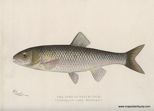 Original-Antique-Chromolithograph-Fall-Fish-or-Silver-Chub.-Natural-History-Prints-Fish-1900-Denton-Maps-Of-Antiquity