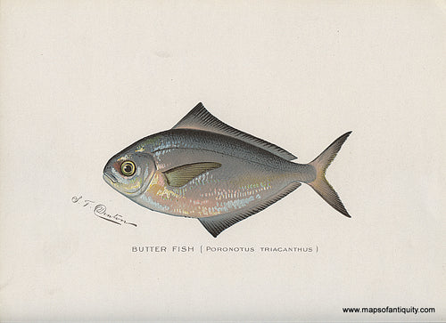 Original-Antique-Chromolithograph-Butter-Fish-Natural-History-Prints-Fish-1900-Denton-Maps-Of-Antiquity