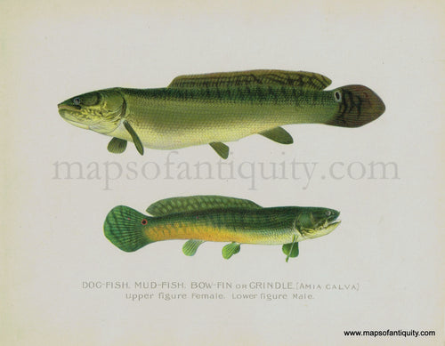 Antique-Print-Dog-Fish-Mud-Fish-Bow-Fin-or-Grindle-Denton-Prints-Maps-of-Antiquity