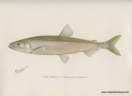Original-Antique-Chromolithograph-The-Smelt-Fish-Natural-History-Prints-Fish-1900-Denton-Maps-Of-Antiquity