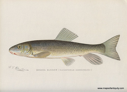 Original-Antique-Chromolithograph-Brook-Sucker-Fish-Natural-History-Prints-Fish-1900-Denton-Maps-Of-Antiquity