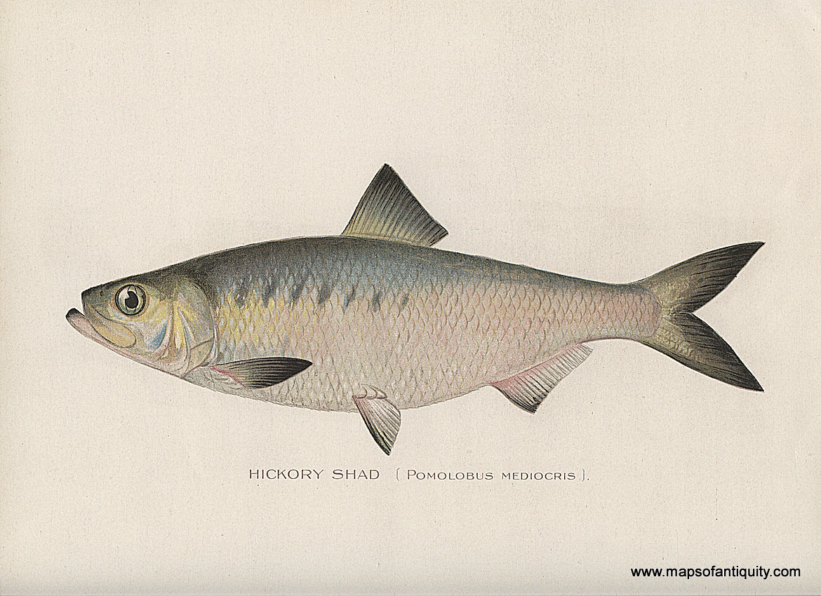 Original-Antique-Chromolithograph-Hickory-Shad-Fish-Natural-History-Prints-Fish-1900-Denton-Maps-Of-Antiquity