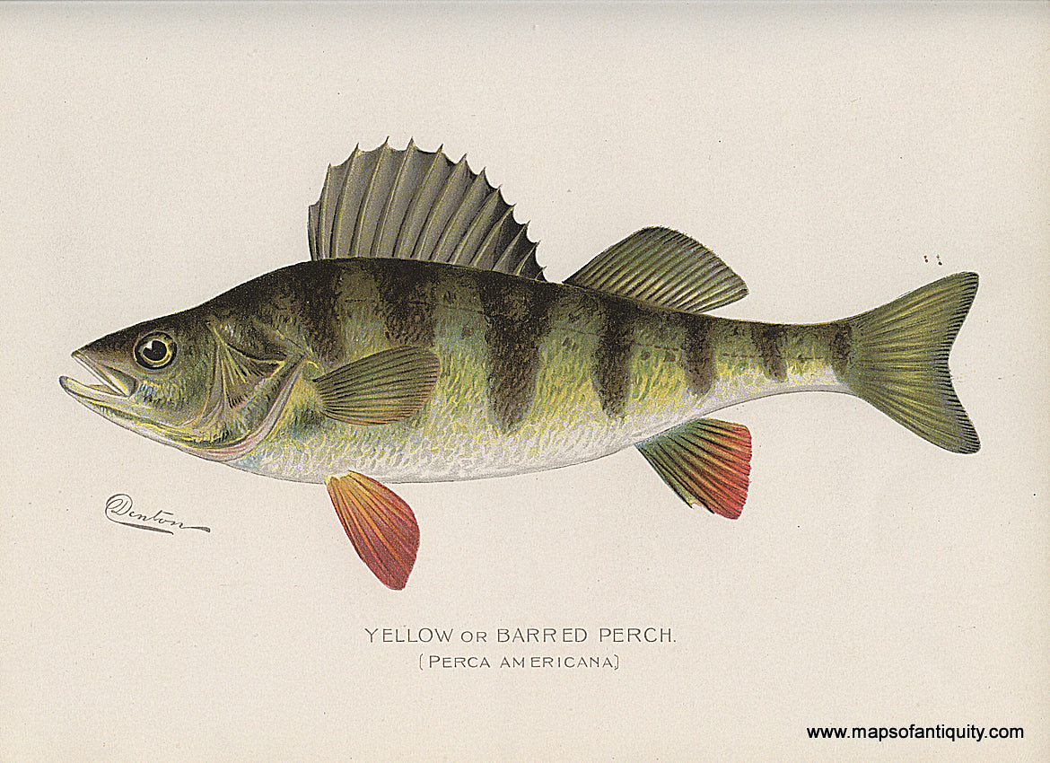 Original-Antique-Chromolithograph-Yellow-or-Barred-Perch.**********-Natural-History-Prints-Fish-1900-Denton-Maps-Of-Antiquity