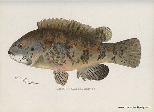Original-Antique-Chromolithograph-Tautog-Fish-Natural-History-Prints-Fish-1900-Denton-Maps-Of-Antiquity