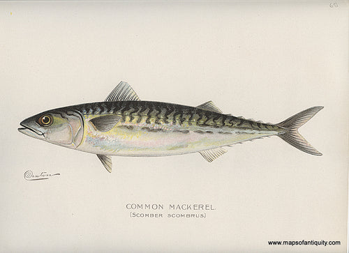 Original-Antique-Chromolithograph-Common-Mackerel-Fish-Natural-History-Prints-Fish-1900-Denton-Maps-Of-Antiquity