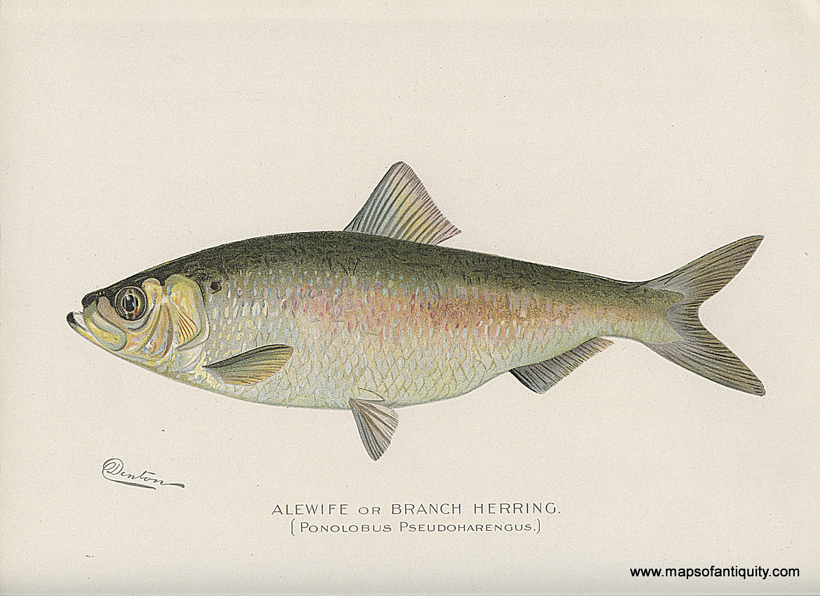 Original-Antique-Chromolithograph-Alewife-or-Branch-Herring-Fish-Natural-History-Prints-Fish-1900-Denton-Maps-Of-Antiquity