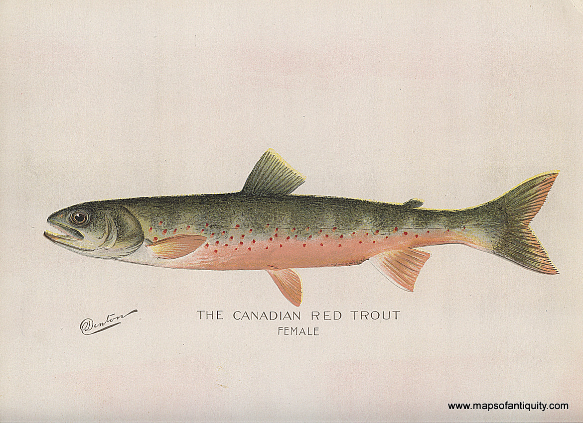 Original-Antique-Chromolithograph-The-Canadian-Red-Trout-Female--Natural-History-Prints-Fish-1900-Denton-Maps-Of-Antiquity
