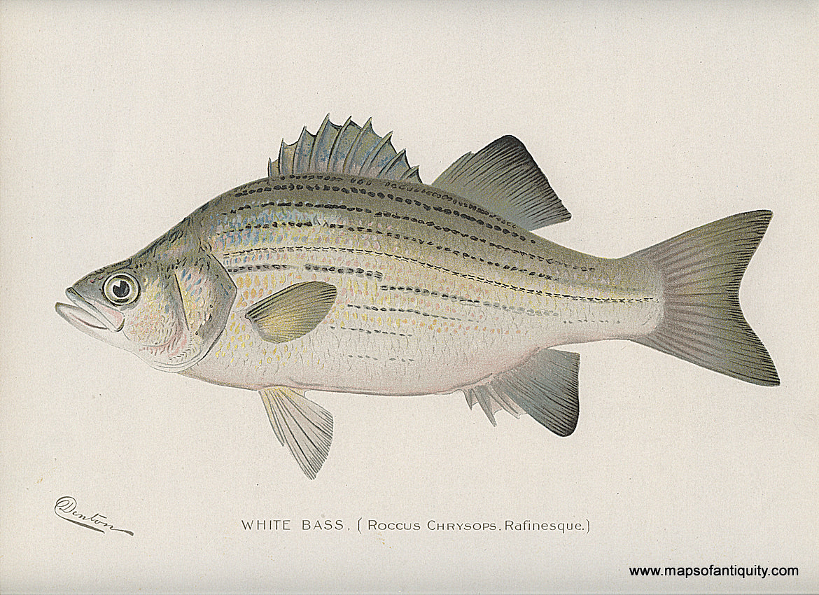 Original-Antique-Chromolithograph-White-Bass-Fish-Natural-History-Prints-Fish-1900-Denton-Maps-Of-Antiquity