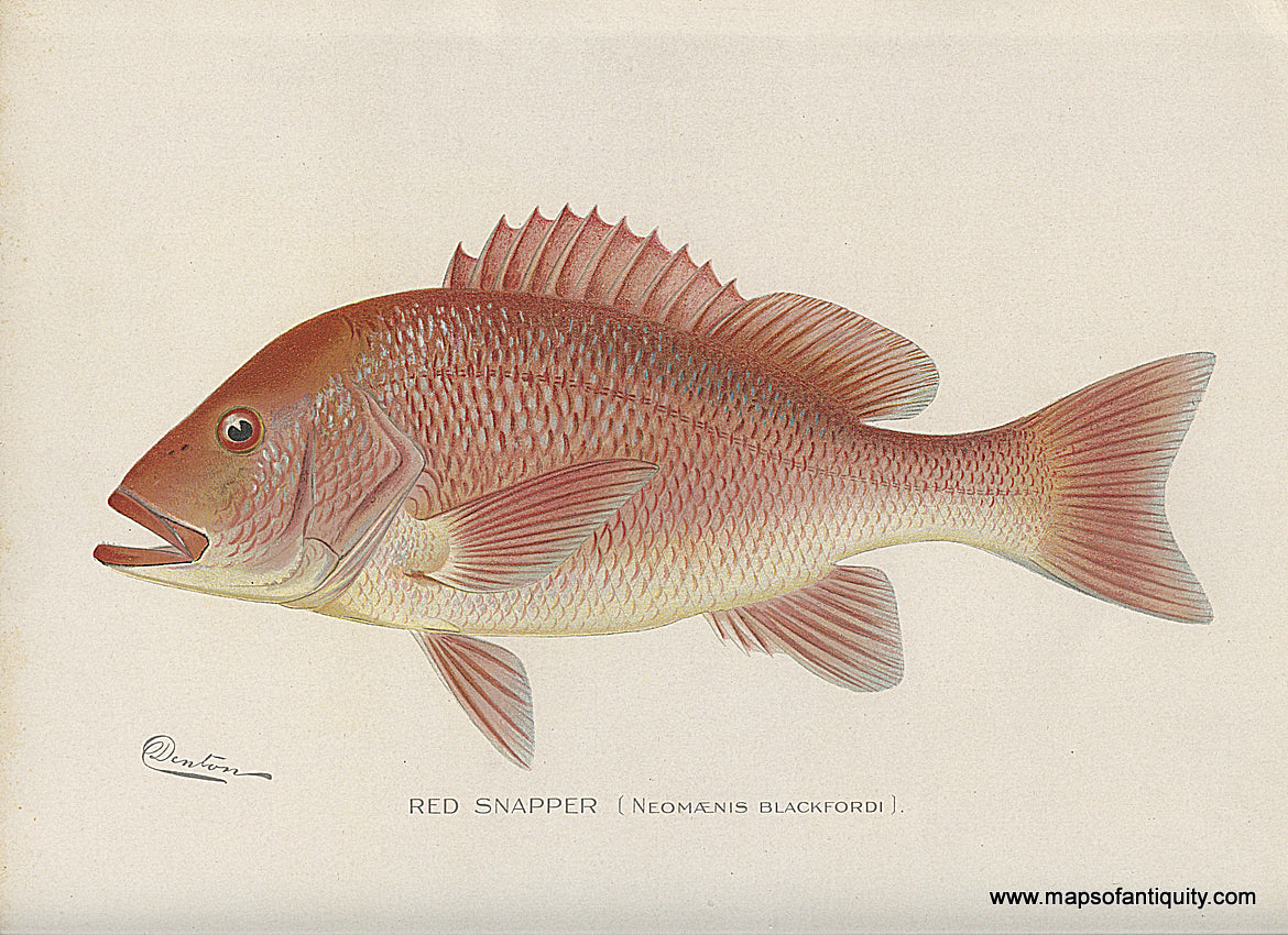 Original-Antique-Chromolithograph-Red-Snapper-Fish-Natural-History-Prints-Fish-1900-Denton-Maps-Of-Antiquity