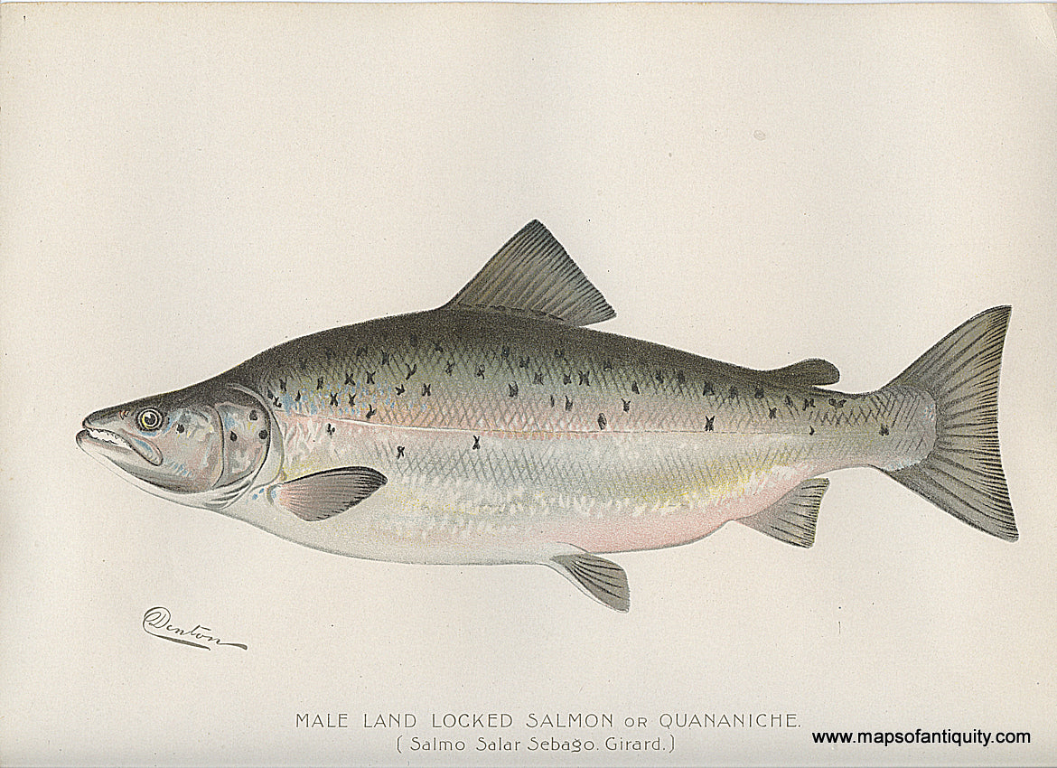 Original-Antique-Chromolithograph-Male-Land-Locked-Salmon-or-Quananiche.-Natural-History-Prints-Fish-1900-Denton-Maps-Of-Antiquity