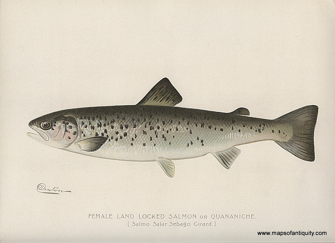 Original-Antique-Chromolithograph-Female-Land-Locked-Salmon-or-Quananiche-Natural-History-Prints-Fish-1900-Denton-Maps-Of-Antiquity