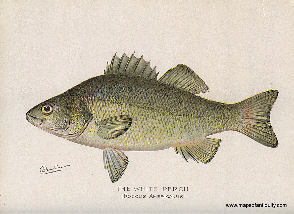 Original-Antique-Chromolithograph-The-White-Perch-Fish-Natural-History-Prints-Fish-1900-Denton-Maps-Of-Antiquity