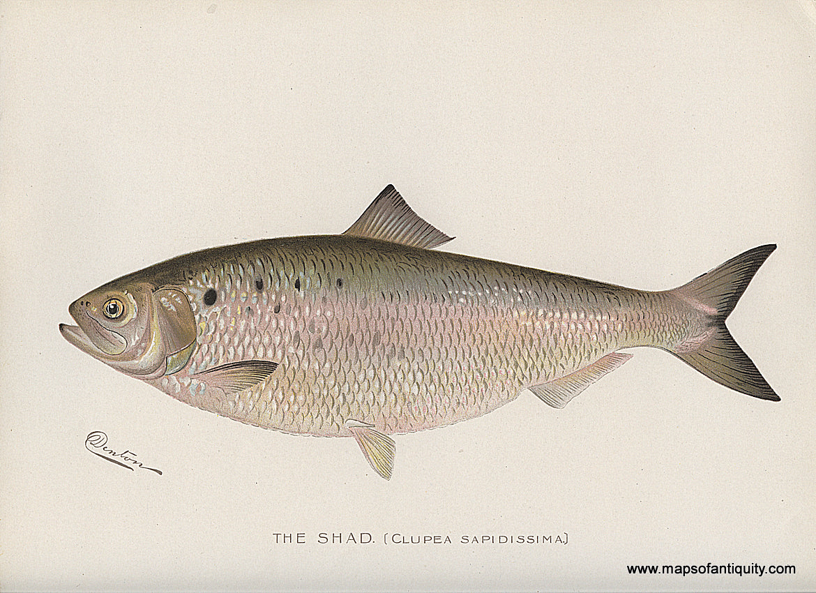 Original-Antique-Chromolithograph-The-Shad-Fish-Natural-History-Prints-Fish-1900-Denton-Maps-Of-Antiquity