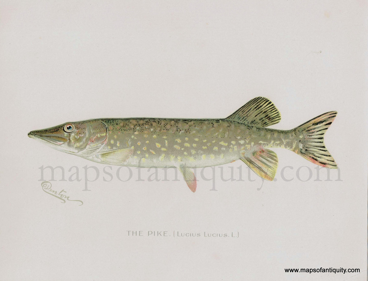 Antique-Print-The-Pike-Denton-Fish-Prints-Maps-of-Antiquity