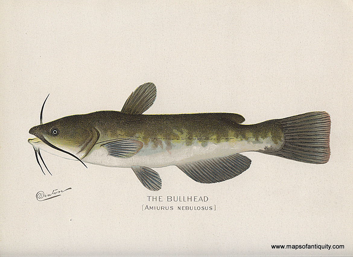 Original-Antique-Chromolithograph-The-Bullhead-Fish-Natural-History-Prints-Fish-1900-Denton-Maps-Of-Antiquity