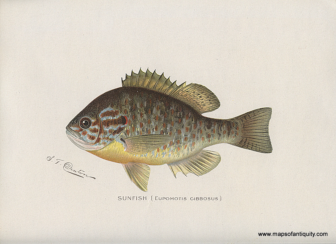 Original-Antique-Chromolithograph-Sunfish-Natural-History-Prints-Fish-1900-Denton-Maps-Of-Antiquity