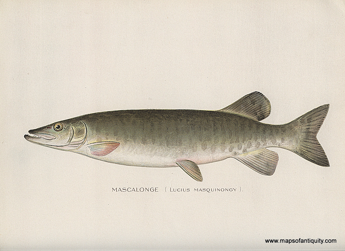 Original-Antique-Chromolithograph-Mascalonge-Fish-Natural-History-Prints-Fish-1900-Denton-Maps-Of-Antiquity