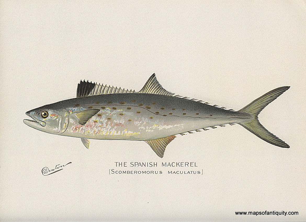 Original-Antique-Chromolithograph-The-Spanish-Mackerel-Fish-Natural-History-Prints-Fish-1900-Denton-Maps-Of-Antiquity
