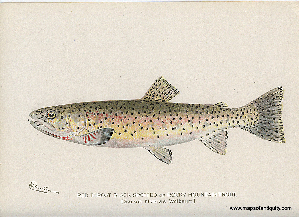 Original-Antique-Chromolithograph-Red-Trout-Black-Spotted-or-Rocky-Mountain-Trout.-Natural-History-Prints-Fish-1900-Denton-Maps-Of-Antiquity