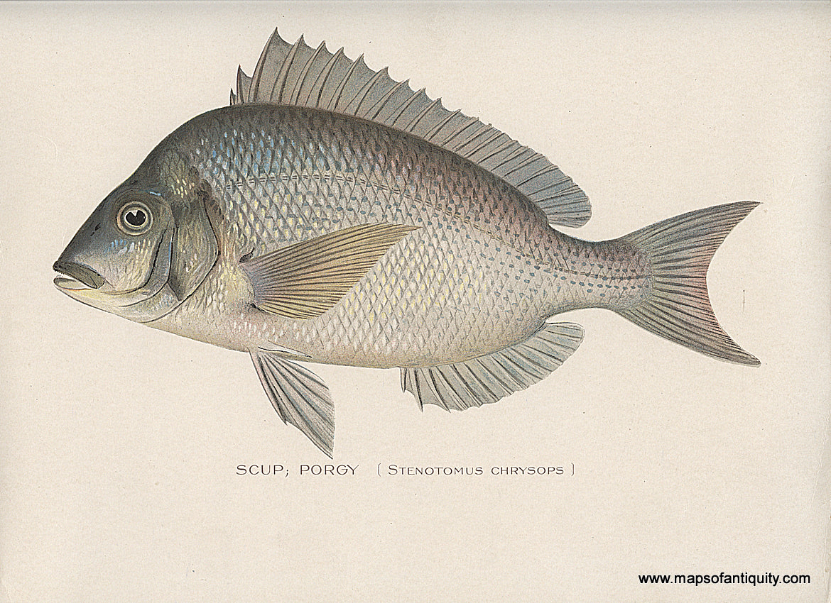 Original-Antique-Chromolithograph-Scup-Porgy-Fish-Natural-History-Prints-Fish-1900-Denton-Maps-Of-Antiquity