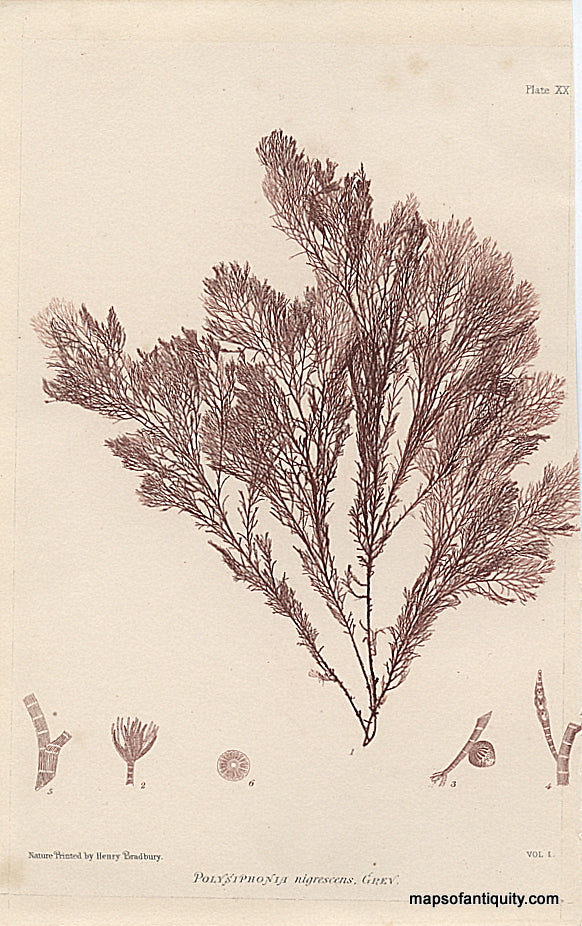Antique-Print-Prints-Algae-Polysiphonia-nigrescens-Algaes-Seaweed-Seaweeds-Sea-Life-Aquatic-Plants-1857-1850s-1800s-19th-Century