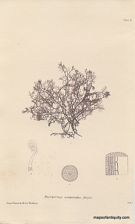Nature-Printing-Bostrychia-scorpiodes-algae-Natural-History-Prints-Algae-1857-Bradbury-Maps-Of-Antiquity