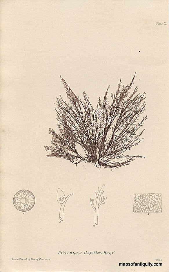 Nature-Printing-Ryptiphlaea-thuyoides-algae-Natural-History-Prints-Algae-1857-Bradbury-Maps-Of-Antiquity